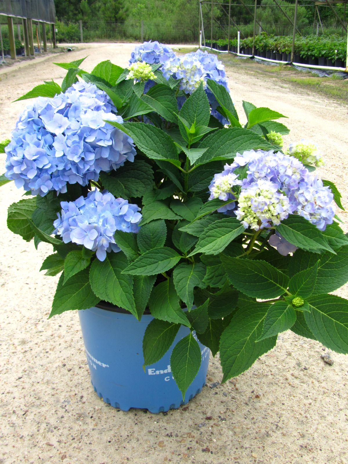 Ornamental, Shrub, Endless Summer, Mophead, Bigleaf