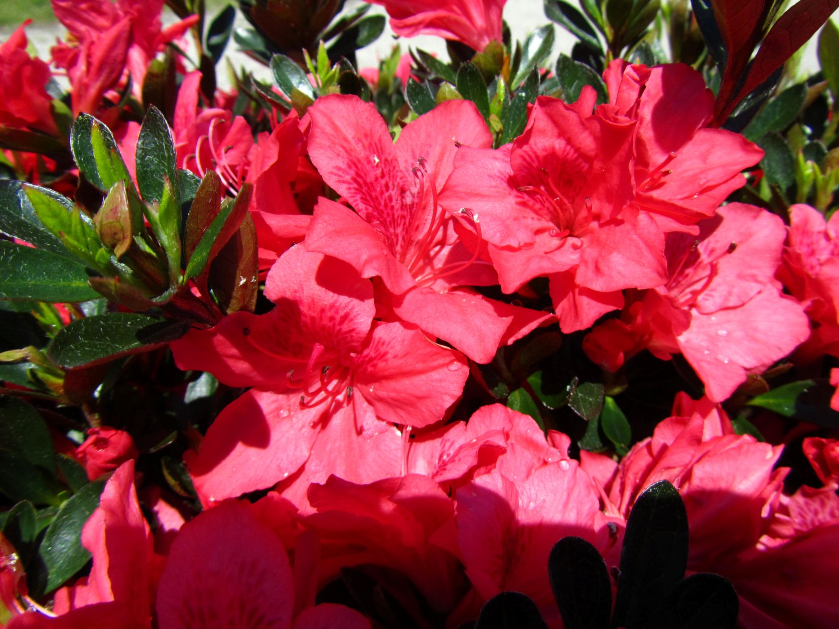Traditional, Ornamental, Shrub, Rhododendron