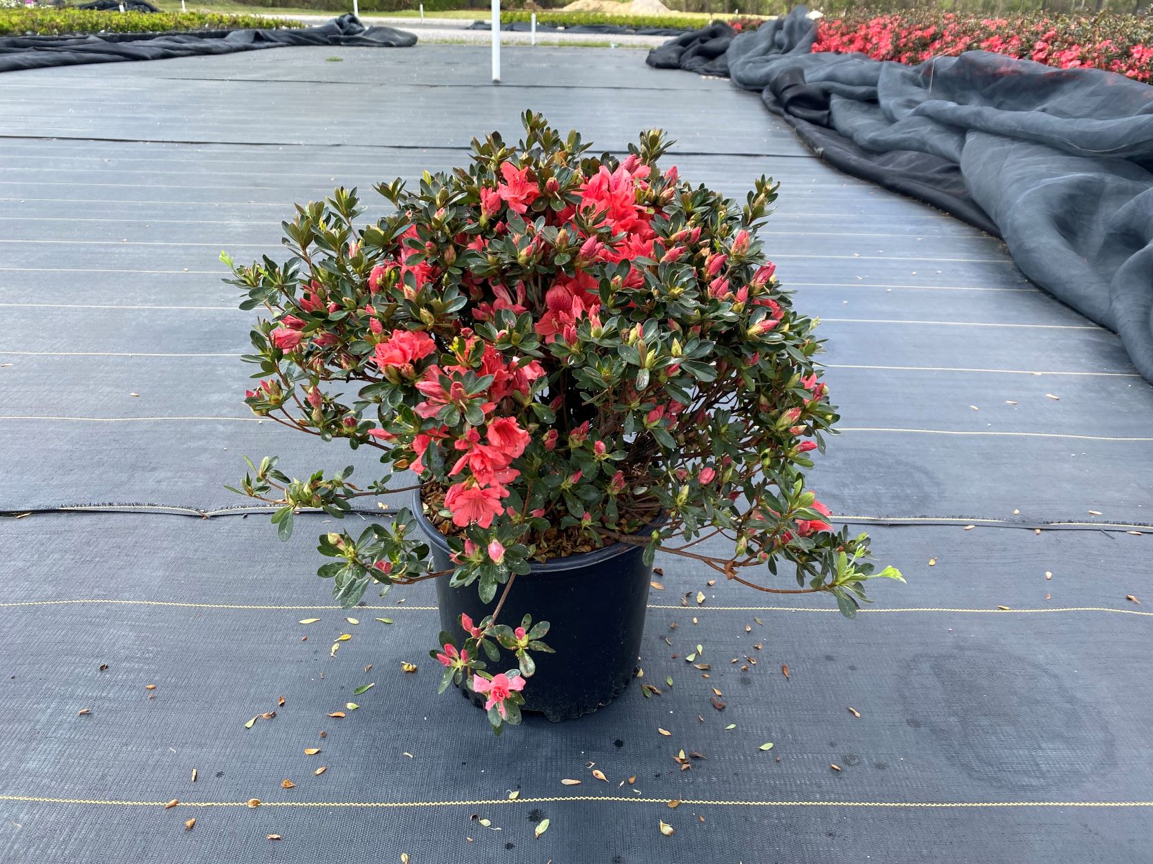 Traditional, Ornamental, Shrub, Rhododendron