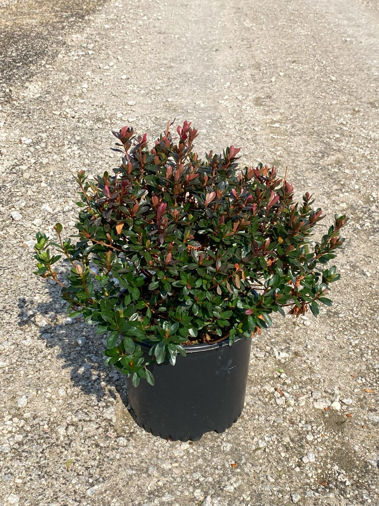 Traditional, Ornamental, Shrub, Rhododendron