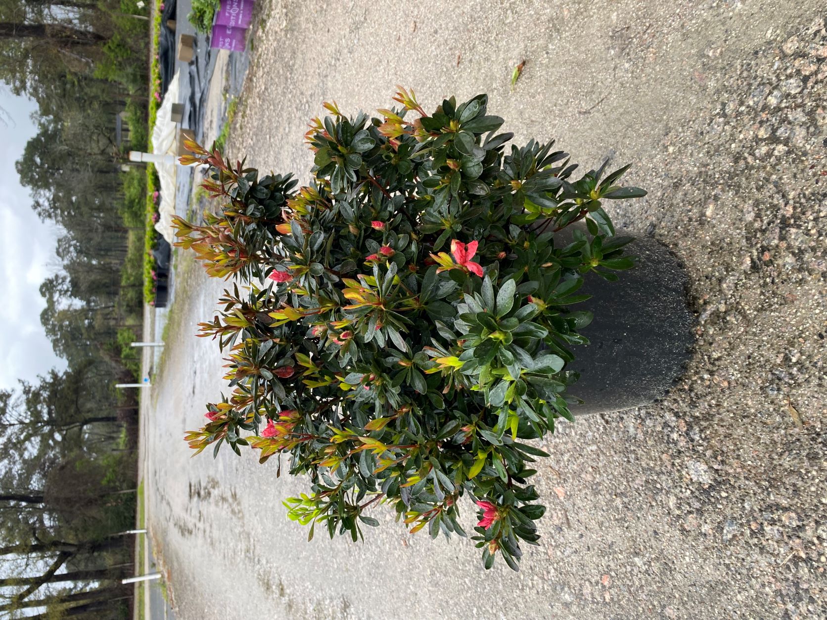 Traditional, Ornamental, Shrub, Rhododendron