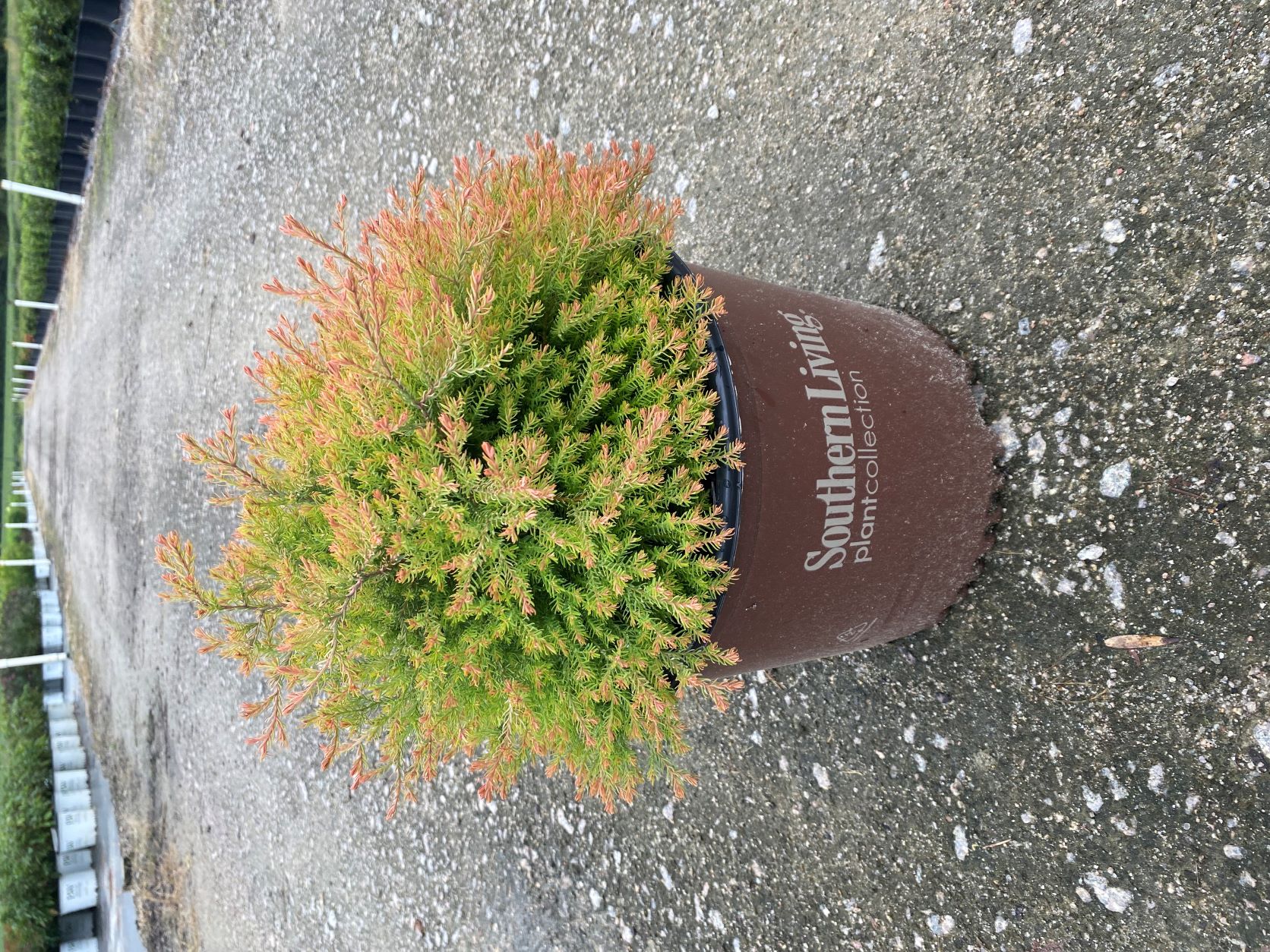 Ornamental, Shrub, Southern Living, Arborvitae