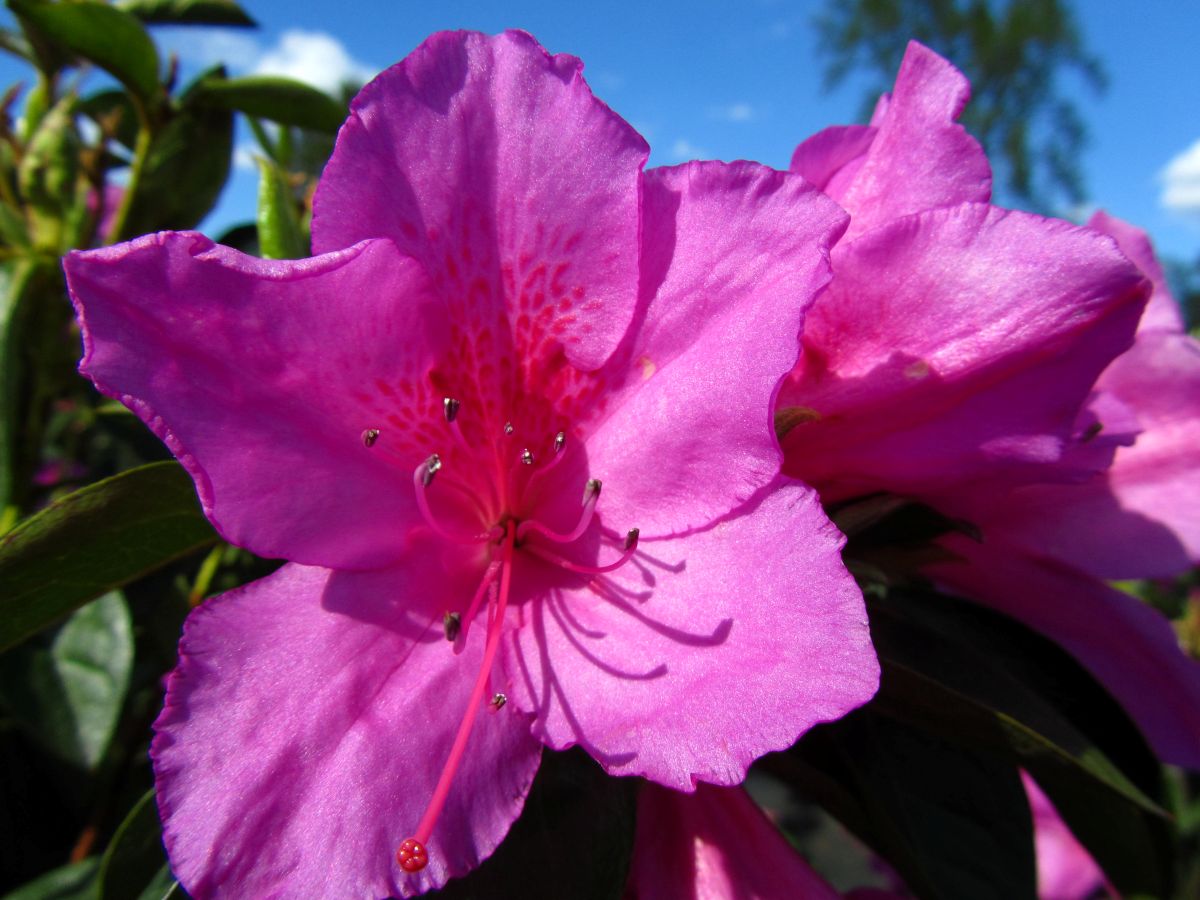 Traditional, Ornamental, Shrub, Rhododendron