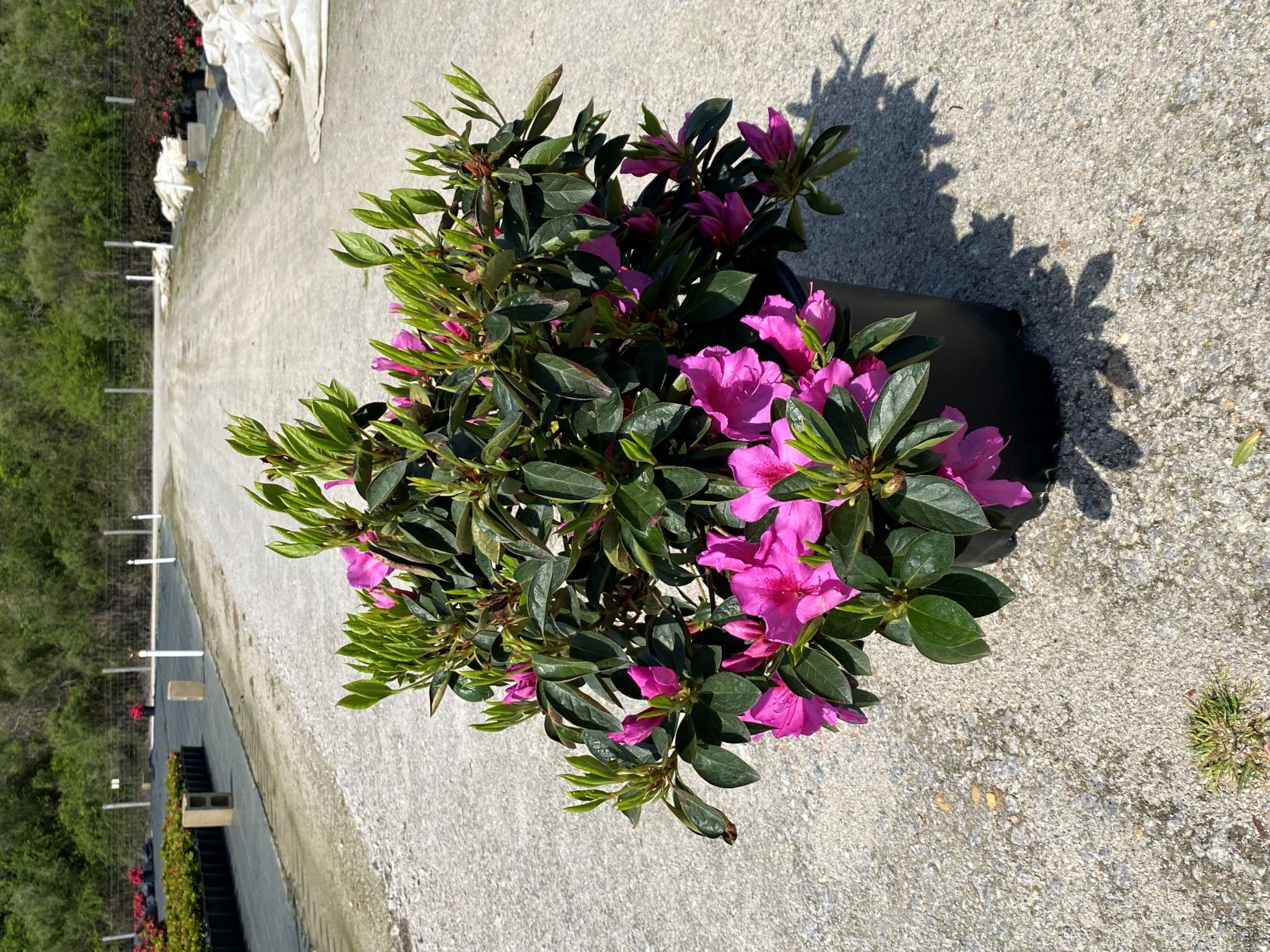 Traditional, Ornamental, Shrub, Rhododendron
