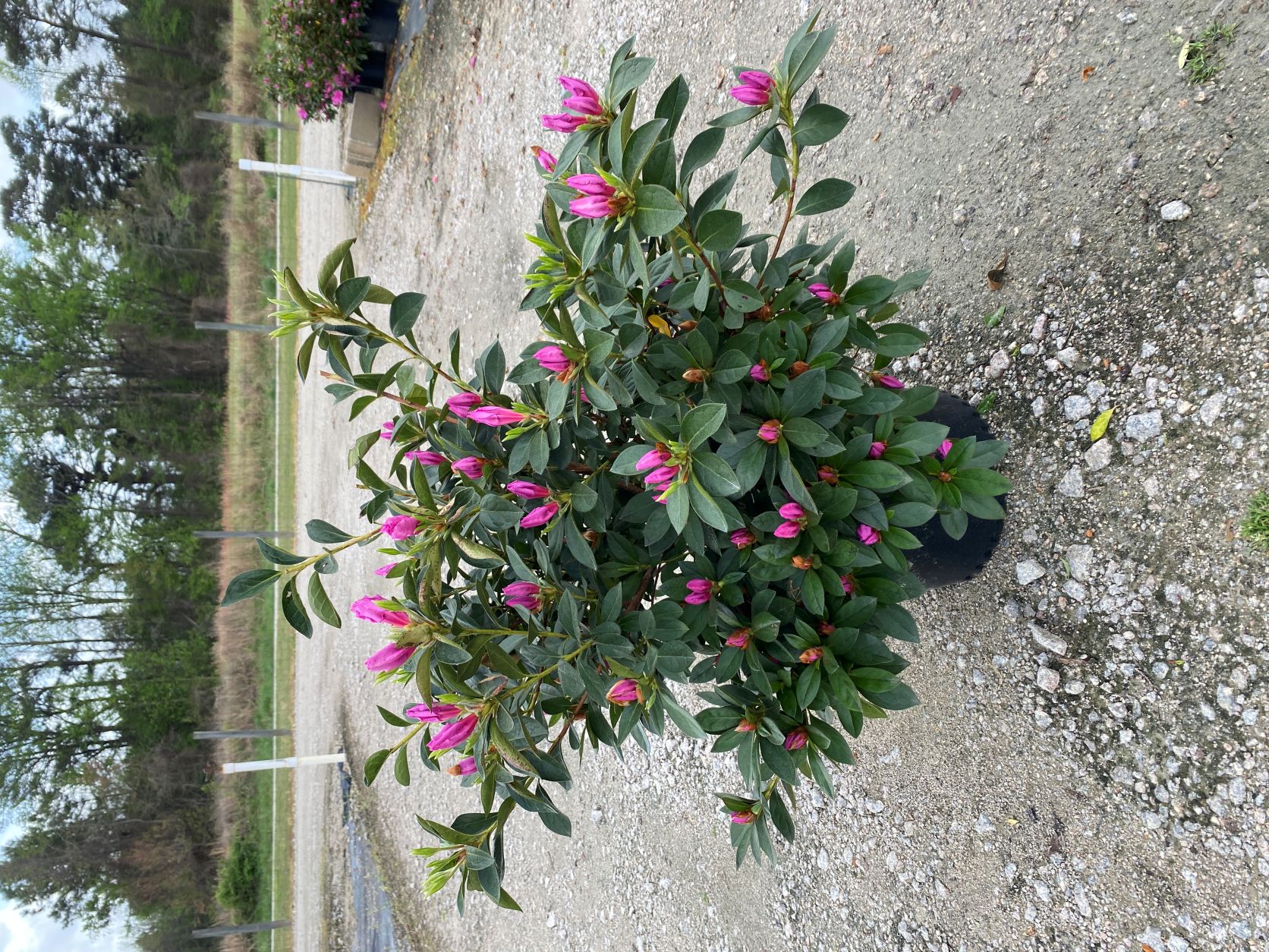 Traditional, Ornamental, Shrub, Rhododendron