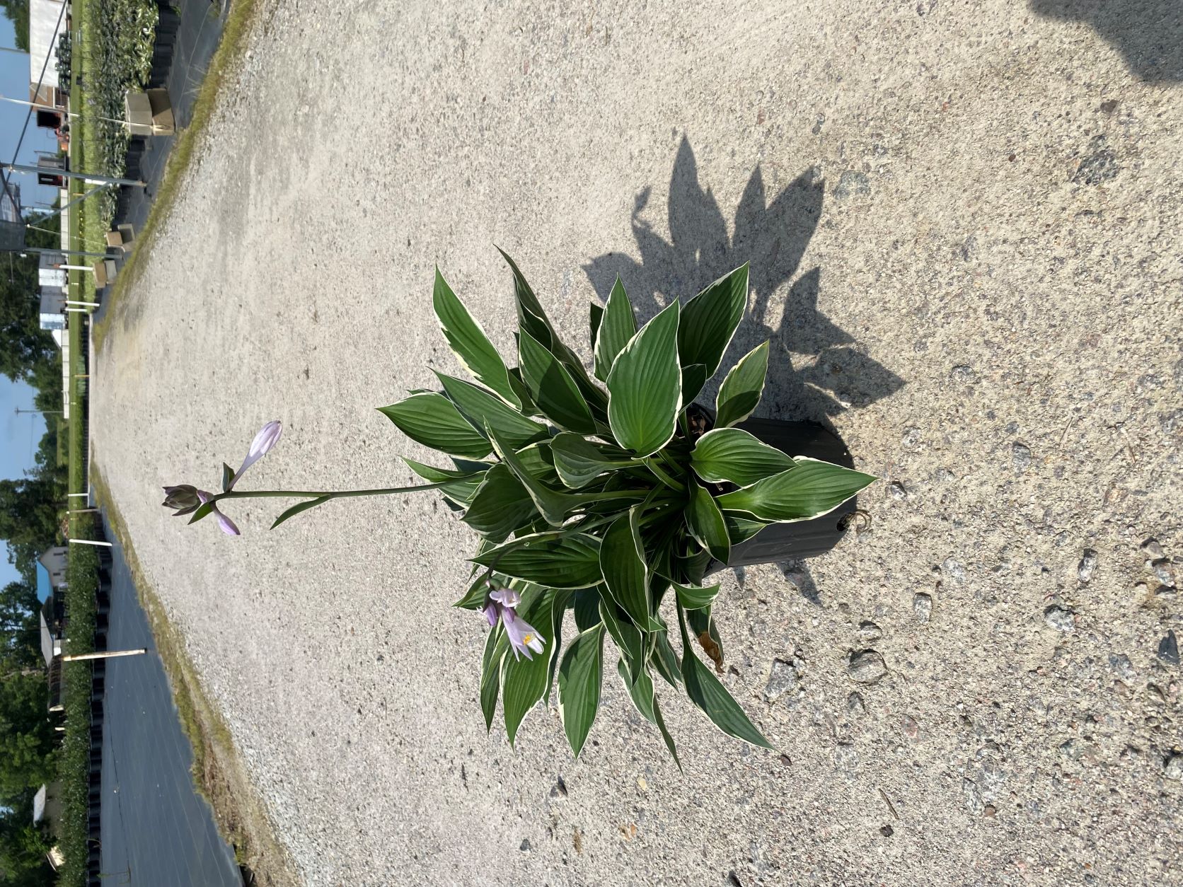 Perennial, Plantain Lily
