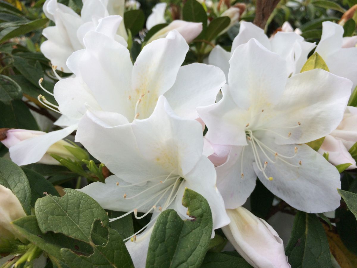 Traditional, Ornamental, Shrub, Rhododendron