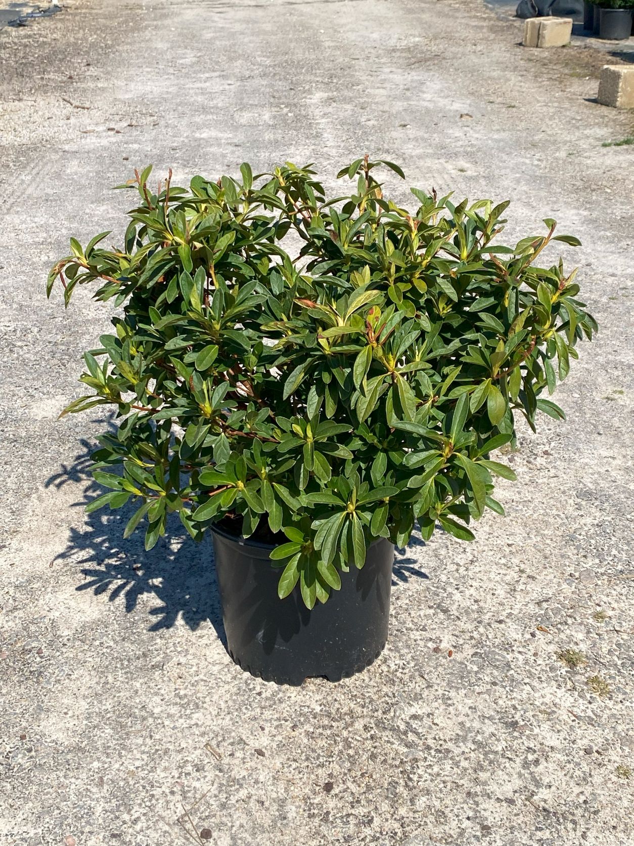 Traditional, Ornamental, Shrub, Rhododendron