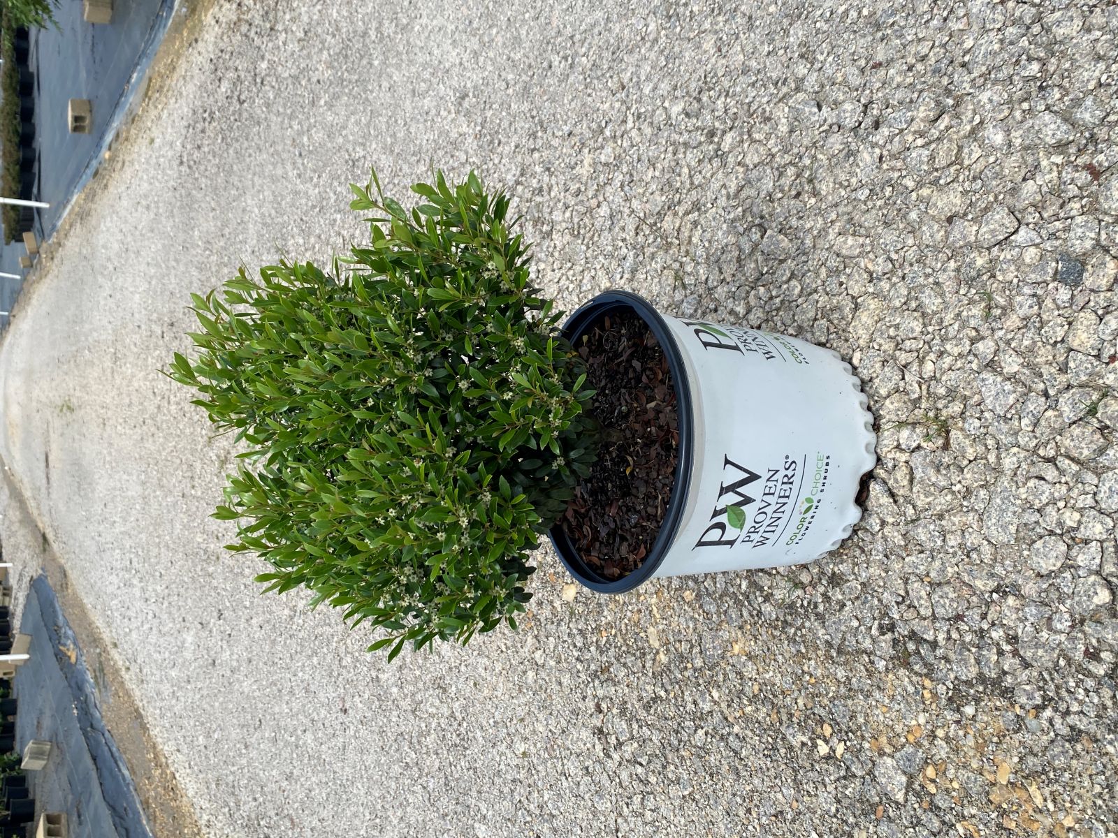 Ornamental, Shrub, Inkberry Holly, Proven Winners, PW