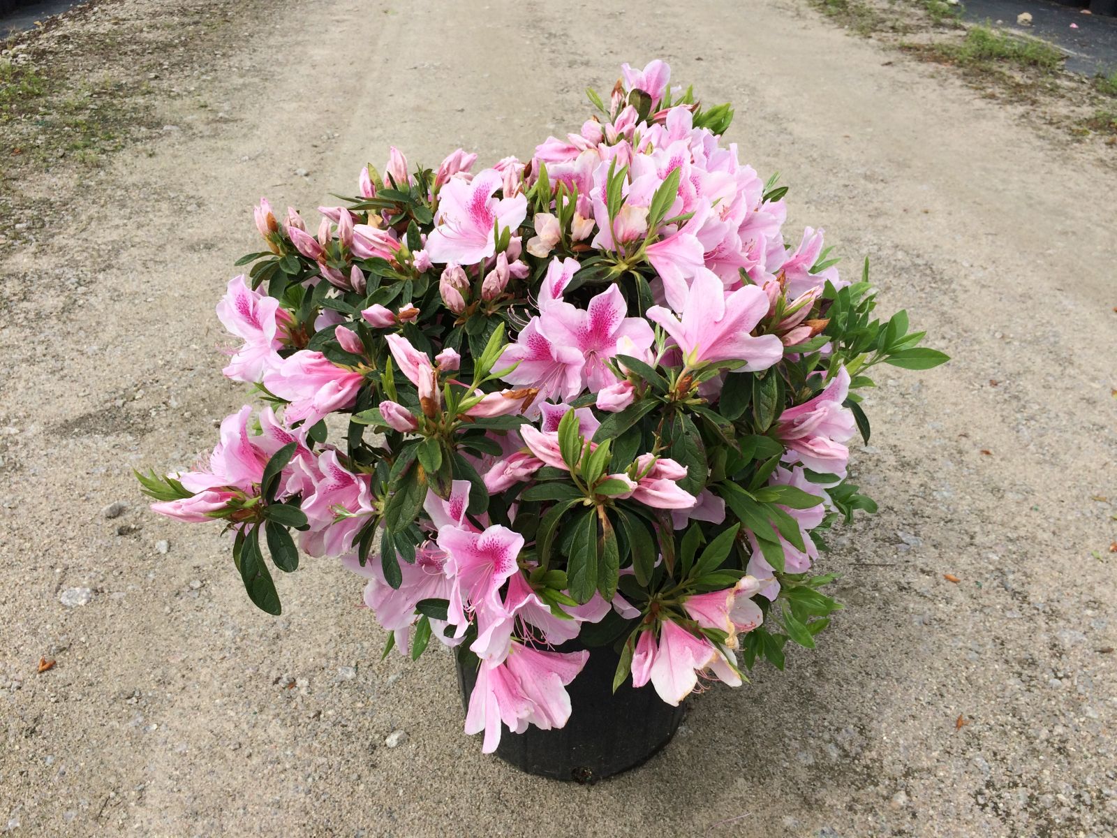Traditional, Ornamental, Shrub, Rhododendron