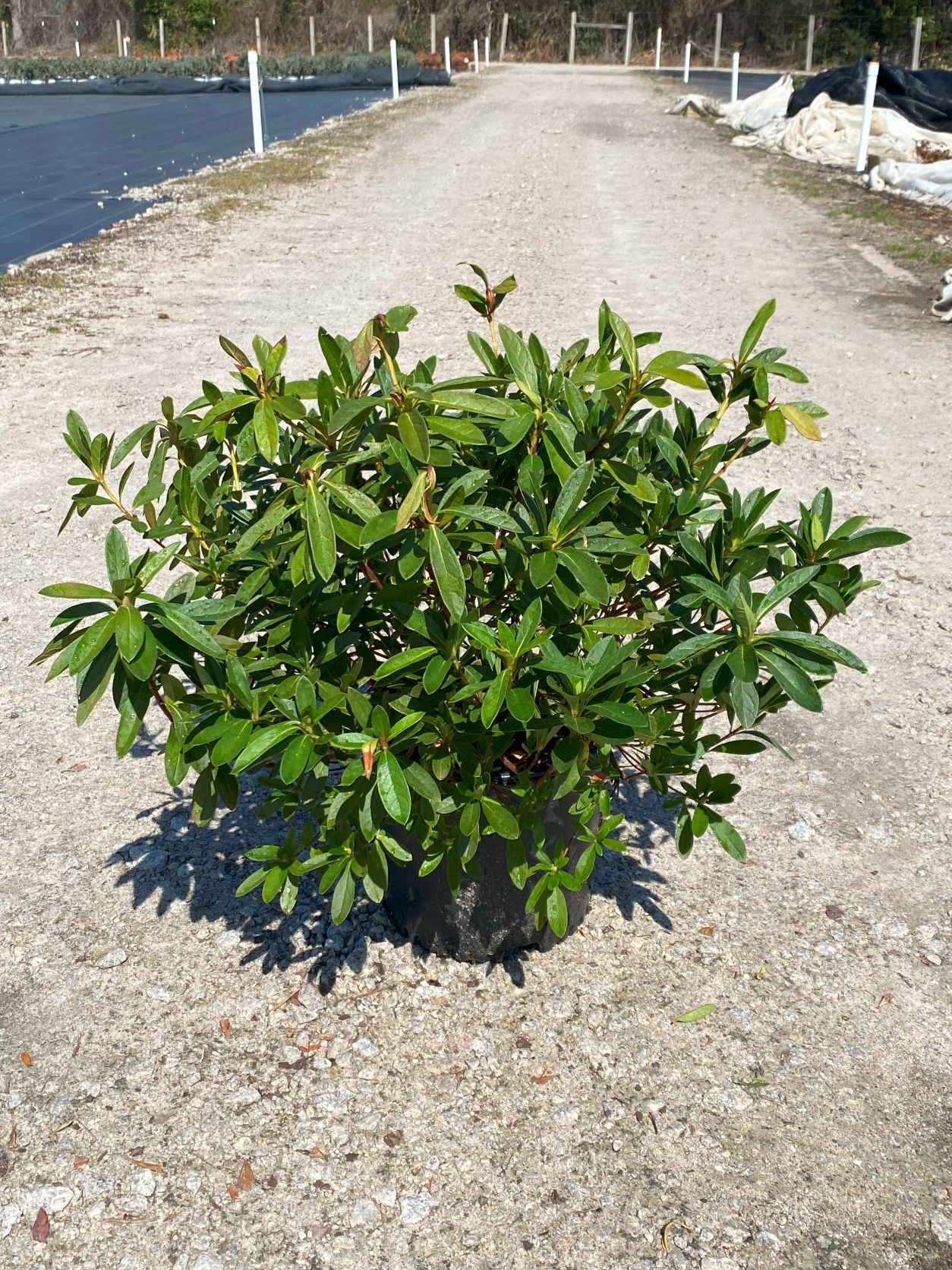 Traditional, Ornamental, Shrub, Rhododendron