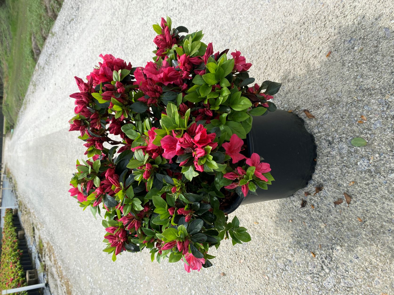 Traditional, Ornamental, Shrub, Rhododendron