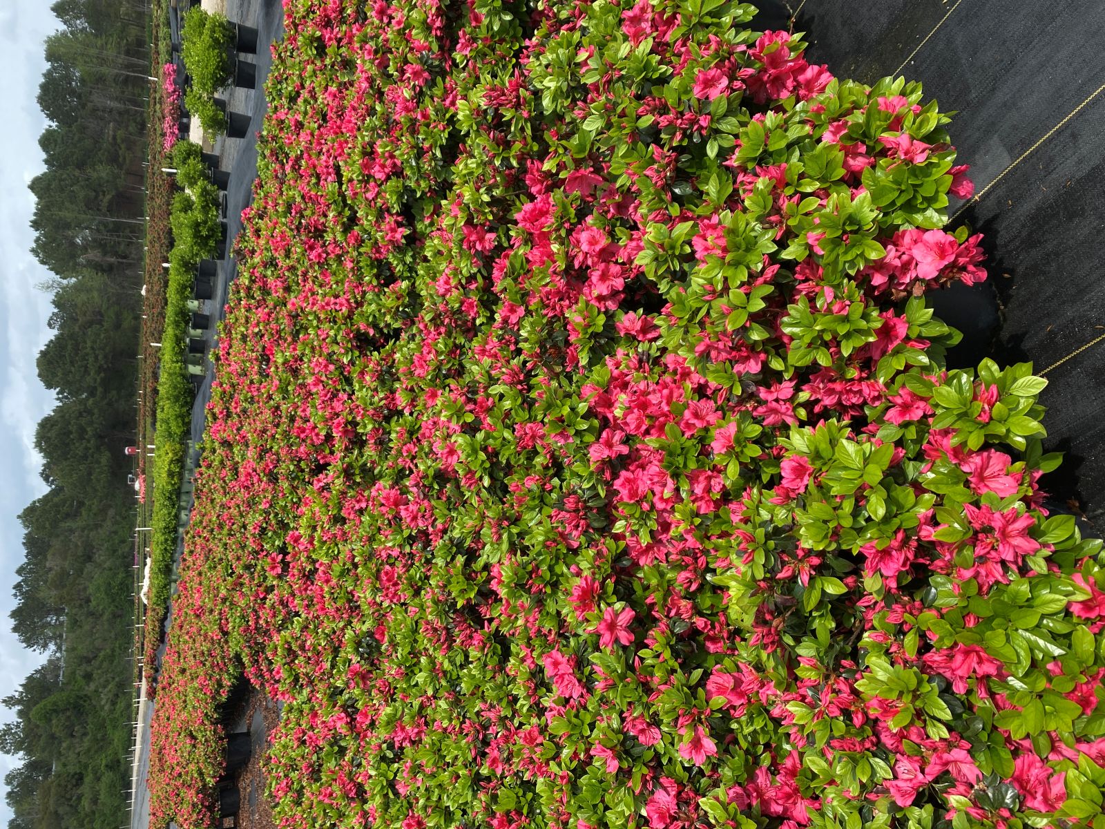 Traditional, Ornamental, Shrub, Rhododendron