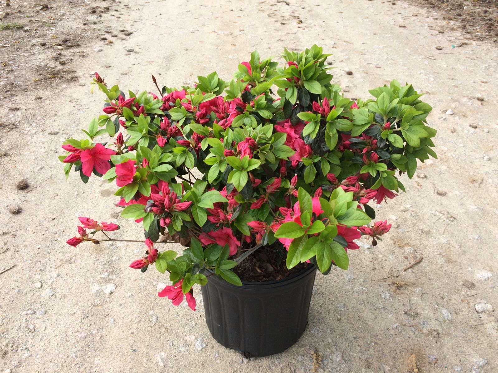 Traditional, Ornamental, Shrub, Rhododendron