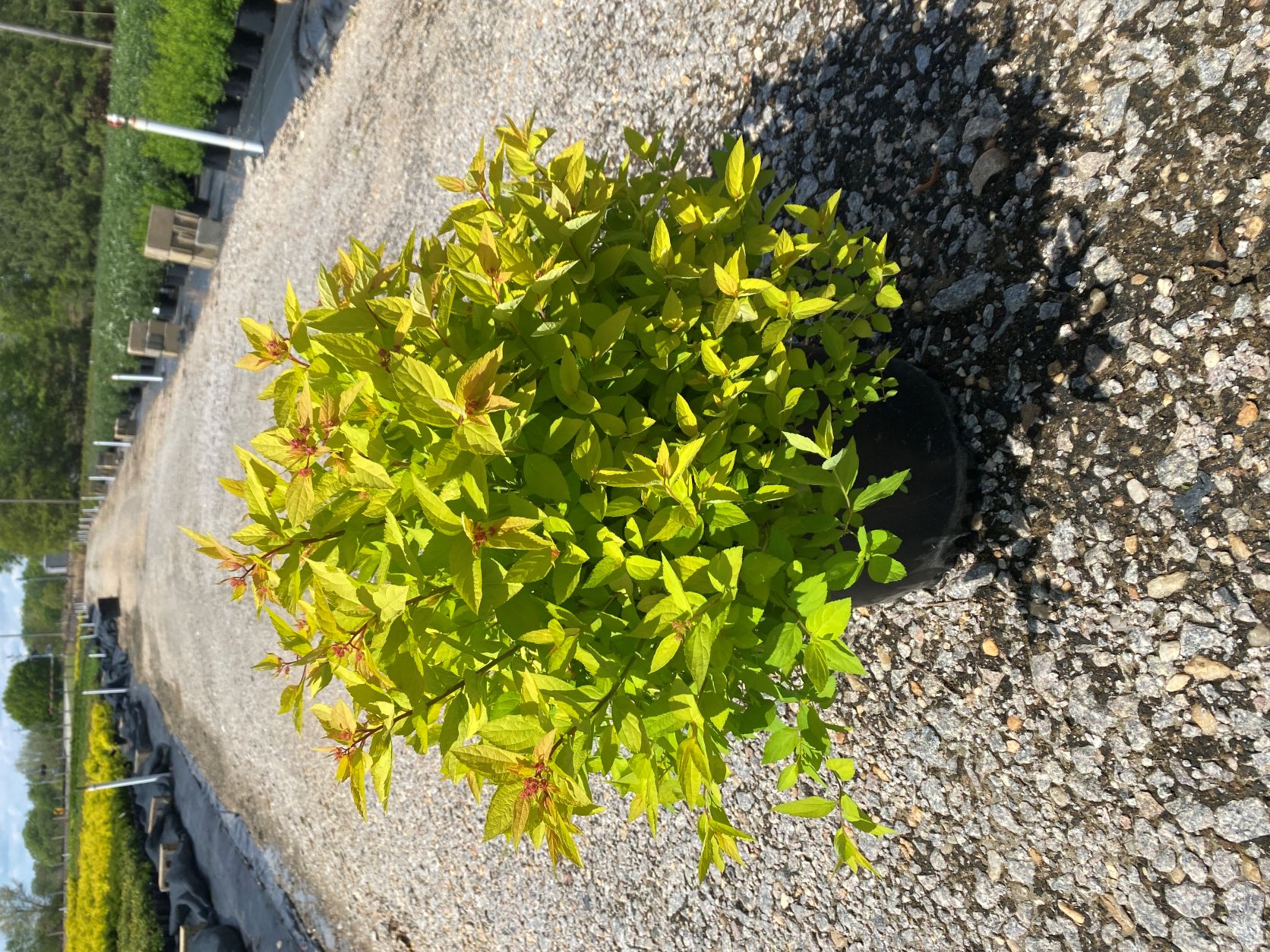 Ornamental, Shrub, Spiraea