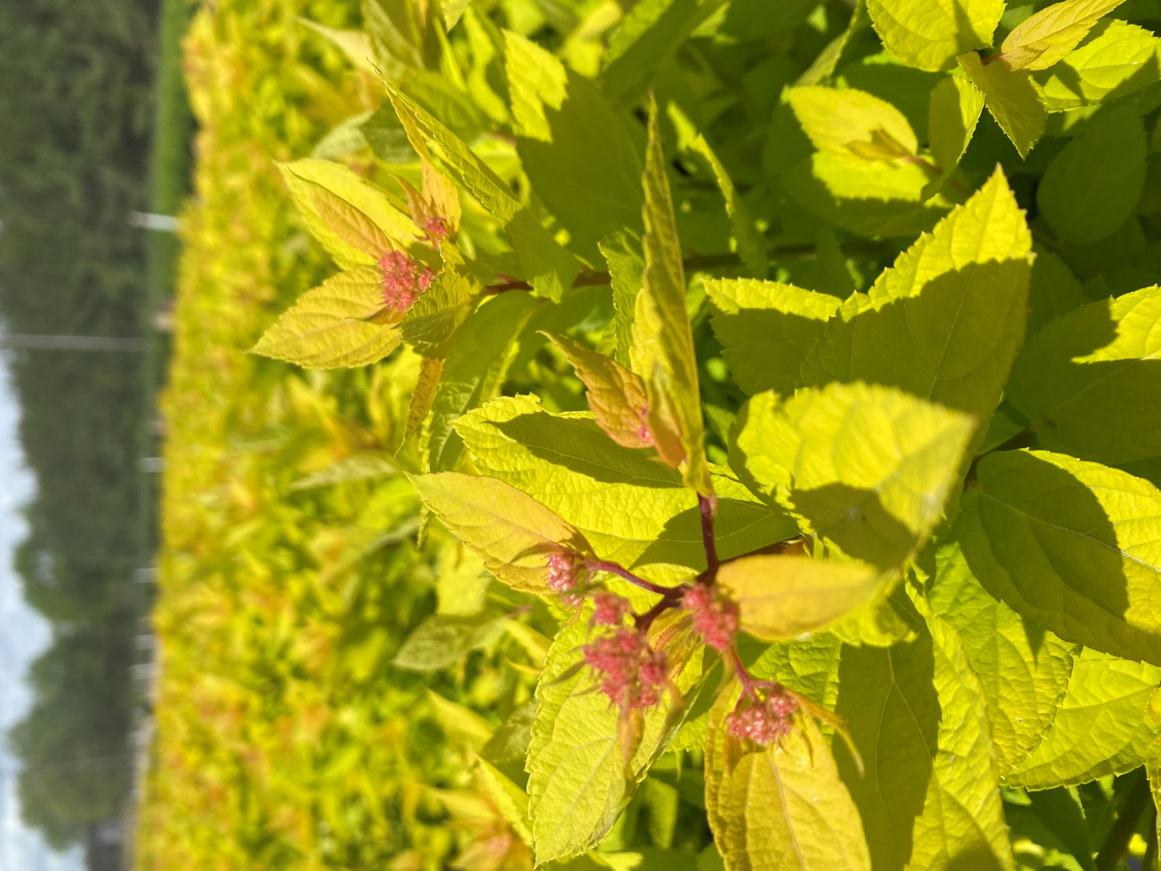 Ornamental, Shrub, Spiraea