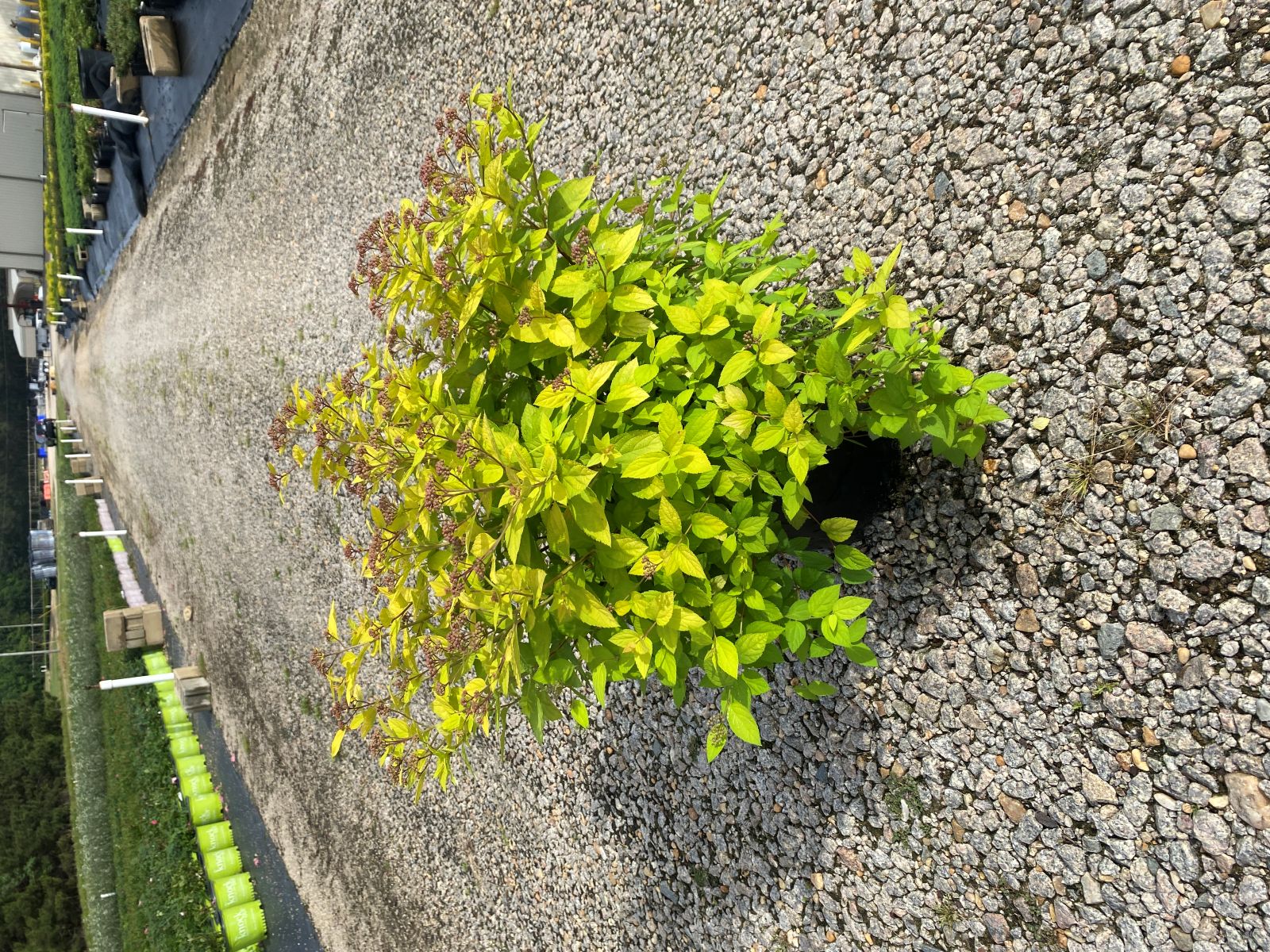 Ornamental, Shrub, Spiraea