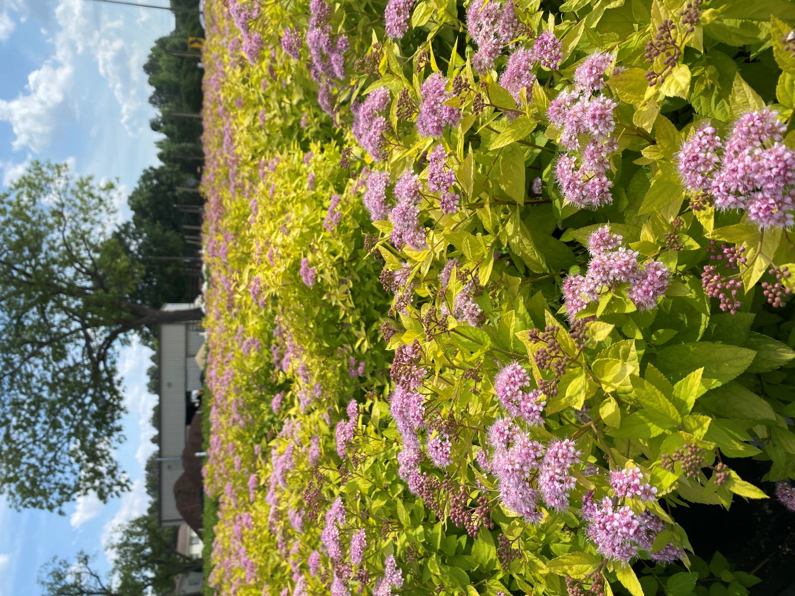 Ornamental, Shrub, Spiraea