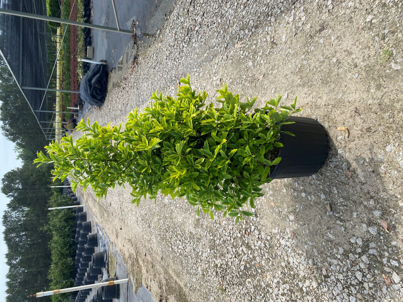 Ornamental, Shrub, Tree, Southern Living, Holly