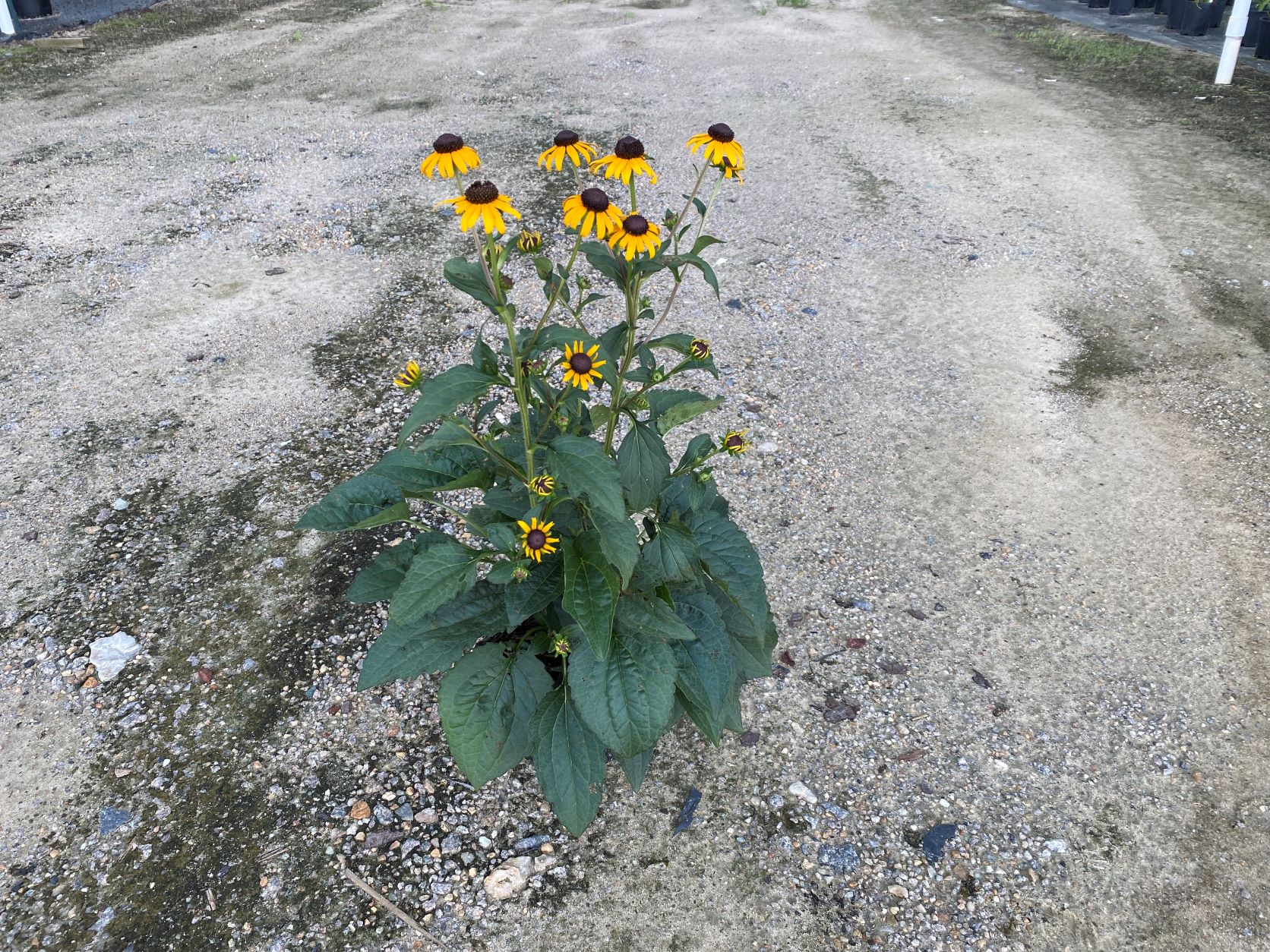 Perennial, Black eyed susan