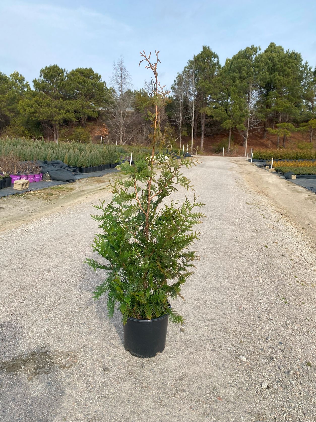 Ornamental, Shrub, Tree, Arborvitae