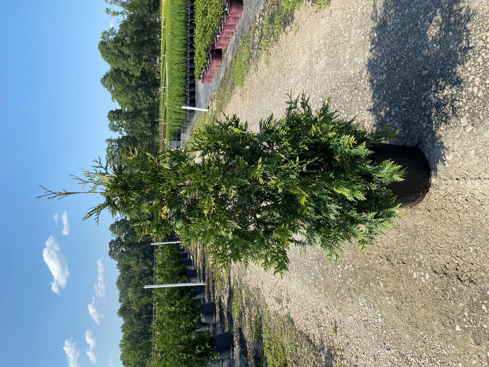 Ornamental, Shrub, Tree, Arborvitae