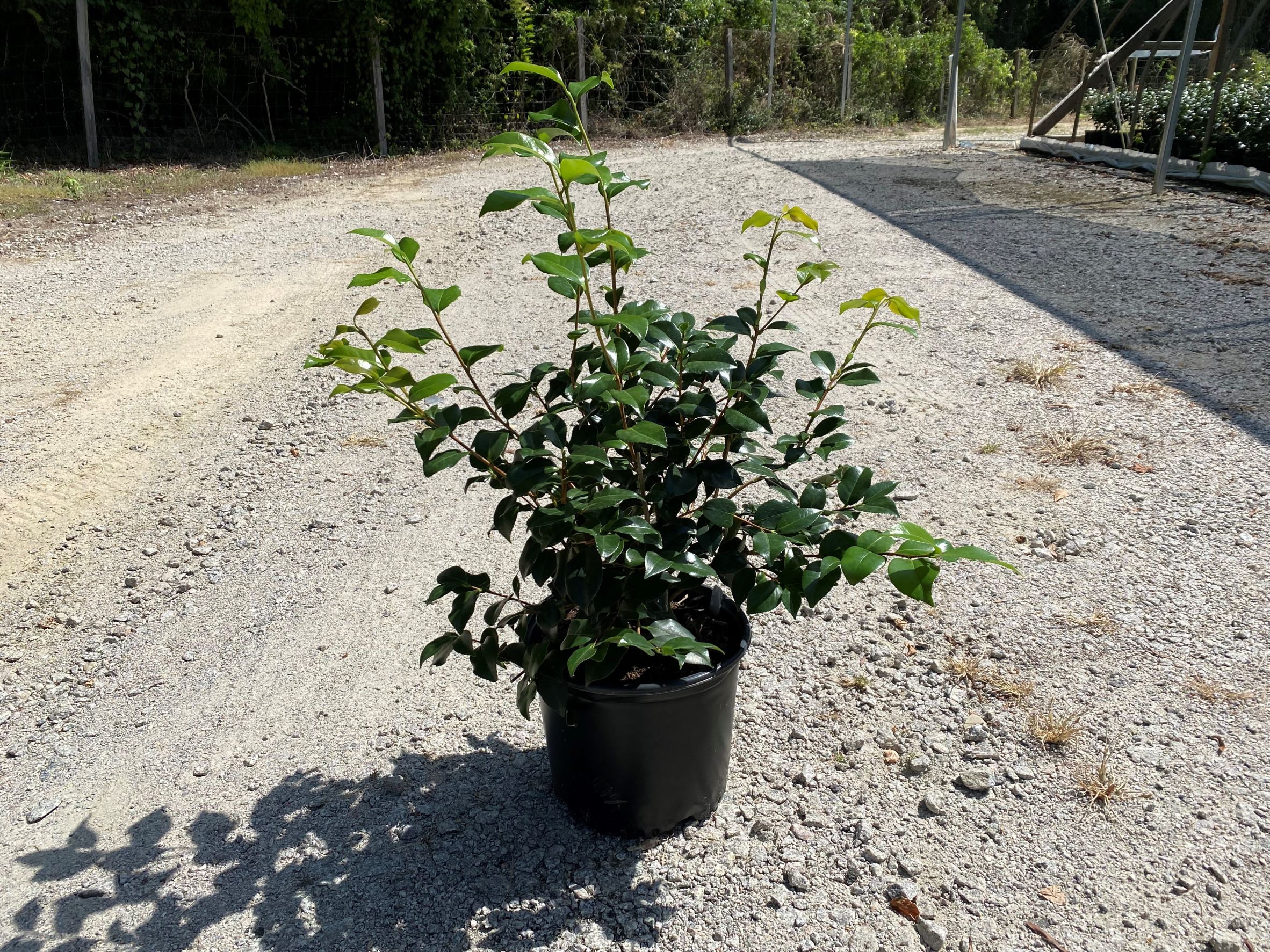 Shrub