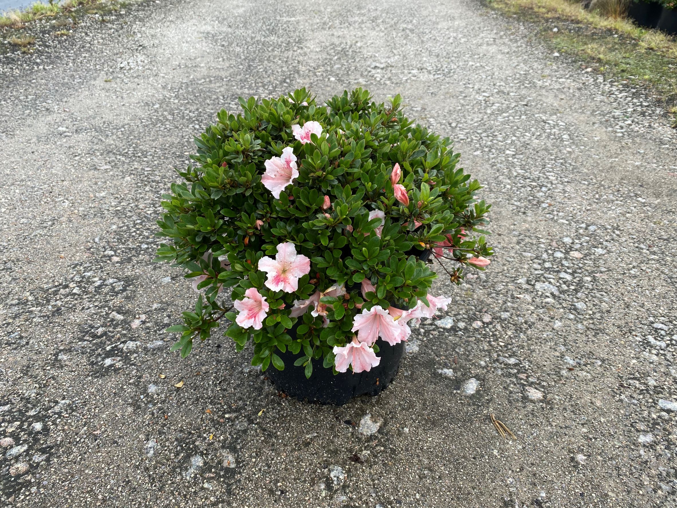 Traditional, Ornamental, Shrub, Rhododendron