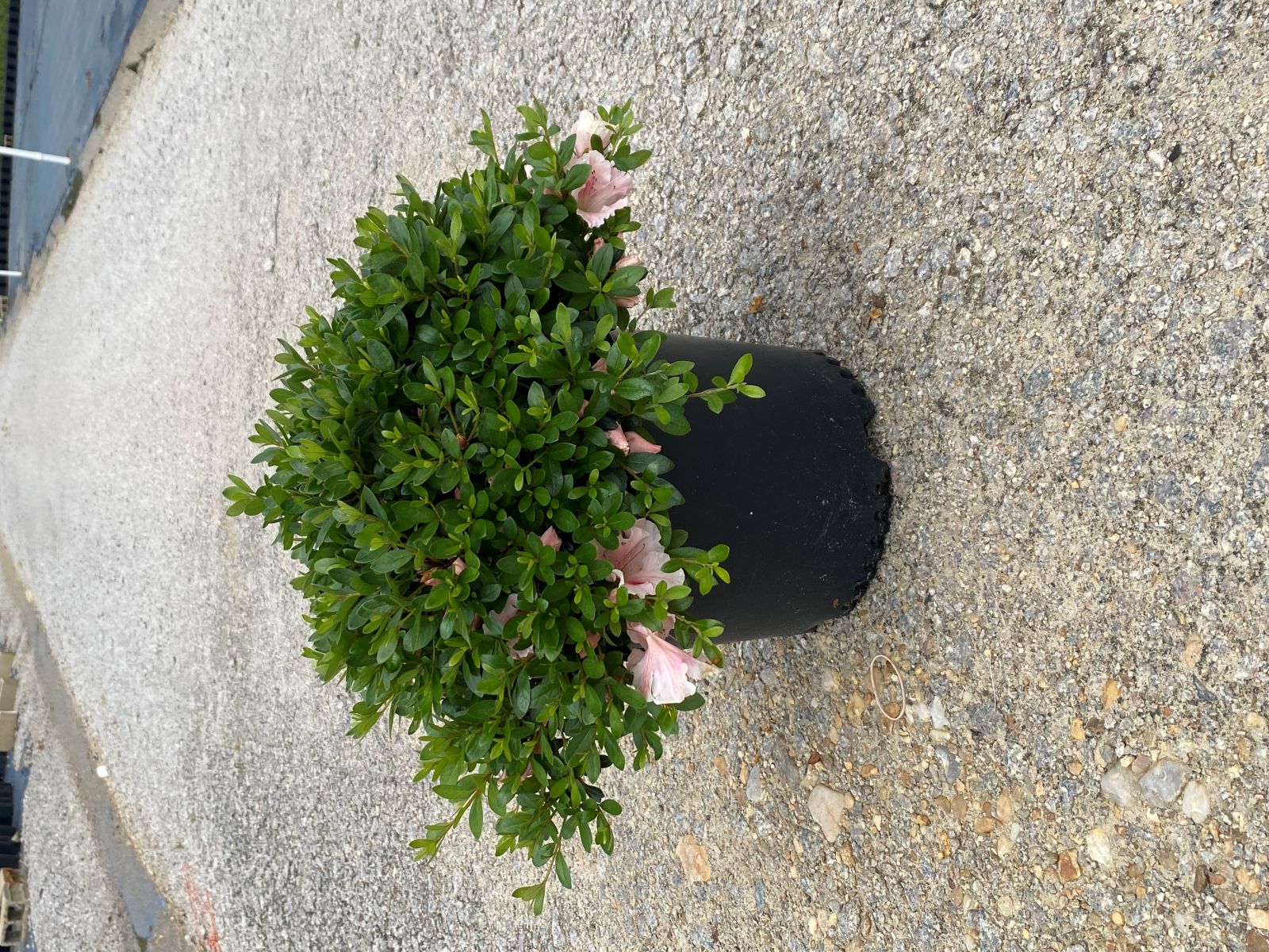 Traditional, Ornamental, Shrub, Rhododendron