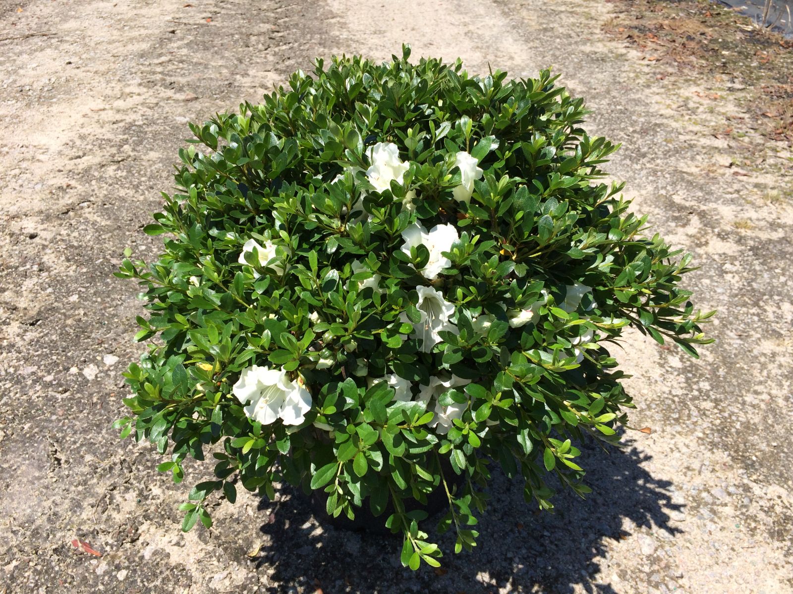 Traditional, Ornamental, Shrub, Rhododendron