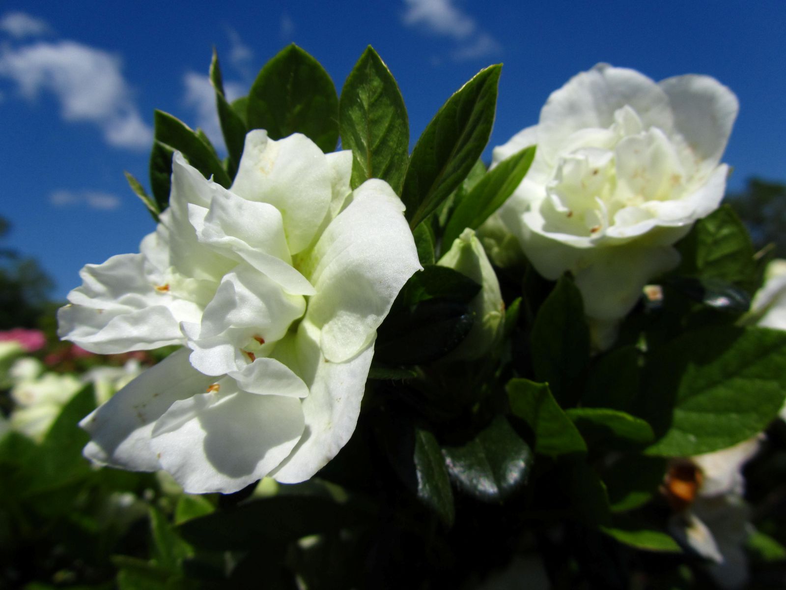 Traditional, Ornamental, Shrub, Rhododendron