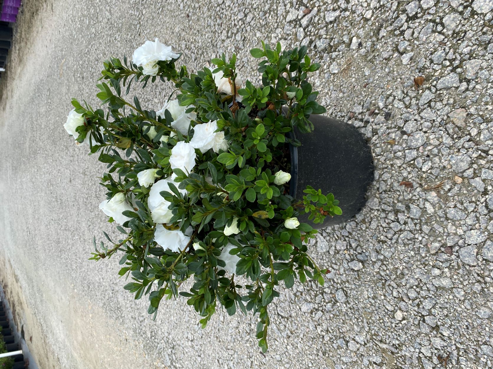 Traditional, Ornamental, Shrub, Rhododendron