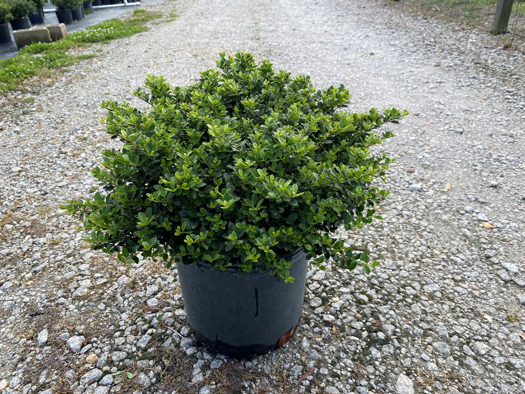 Ornamental, Shrub, crenata, Japanese Holly