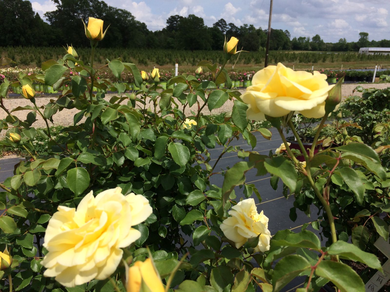 Ornamental, Shrub, Easy Elegance, Rose