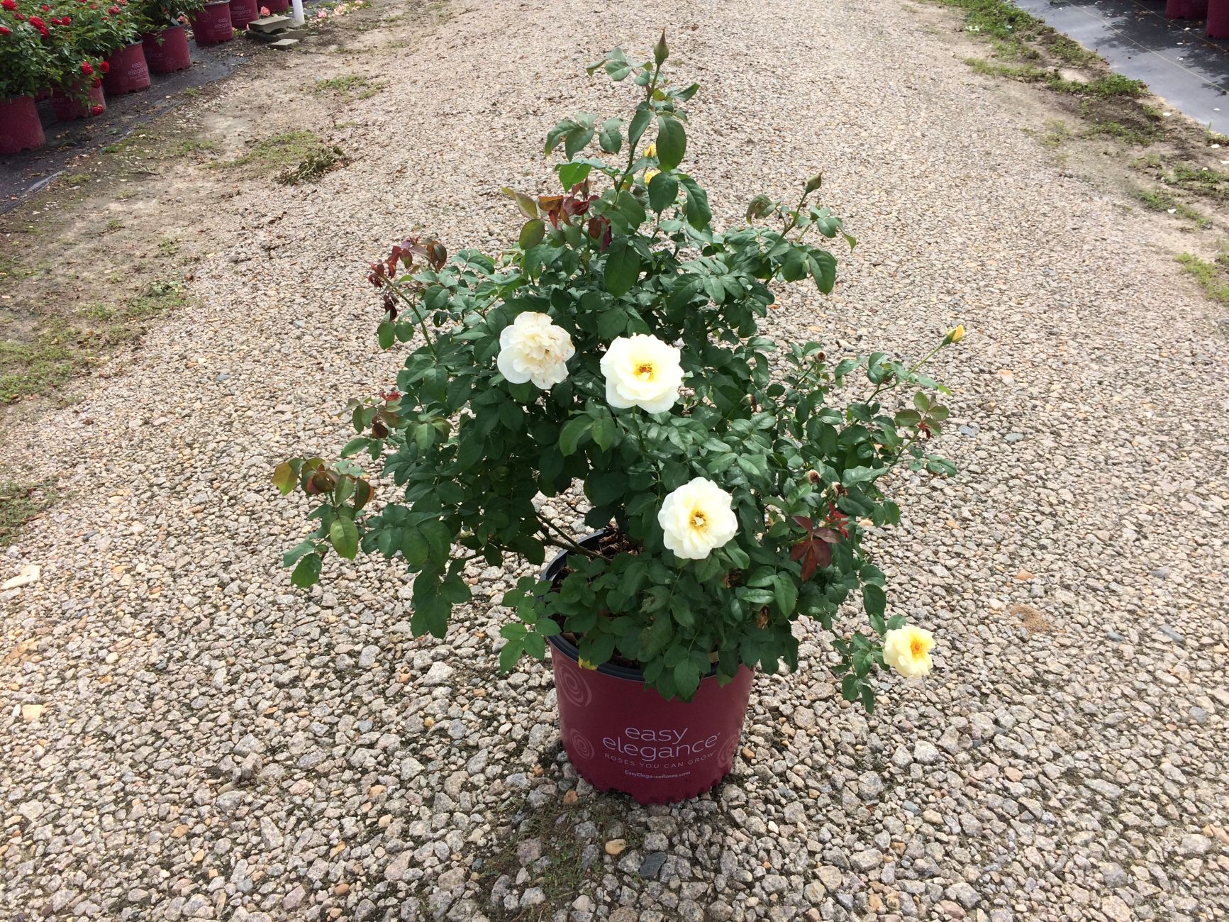 Ornamental, Shrub, Easy Elegance, Rose