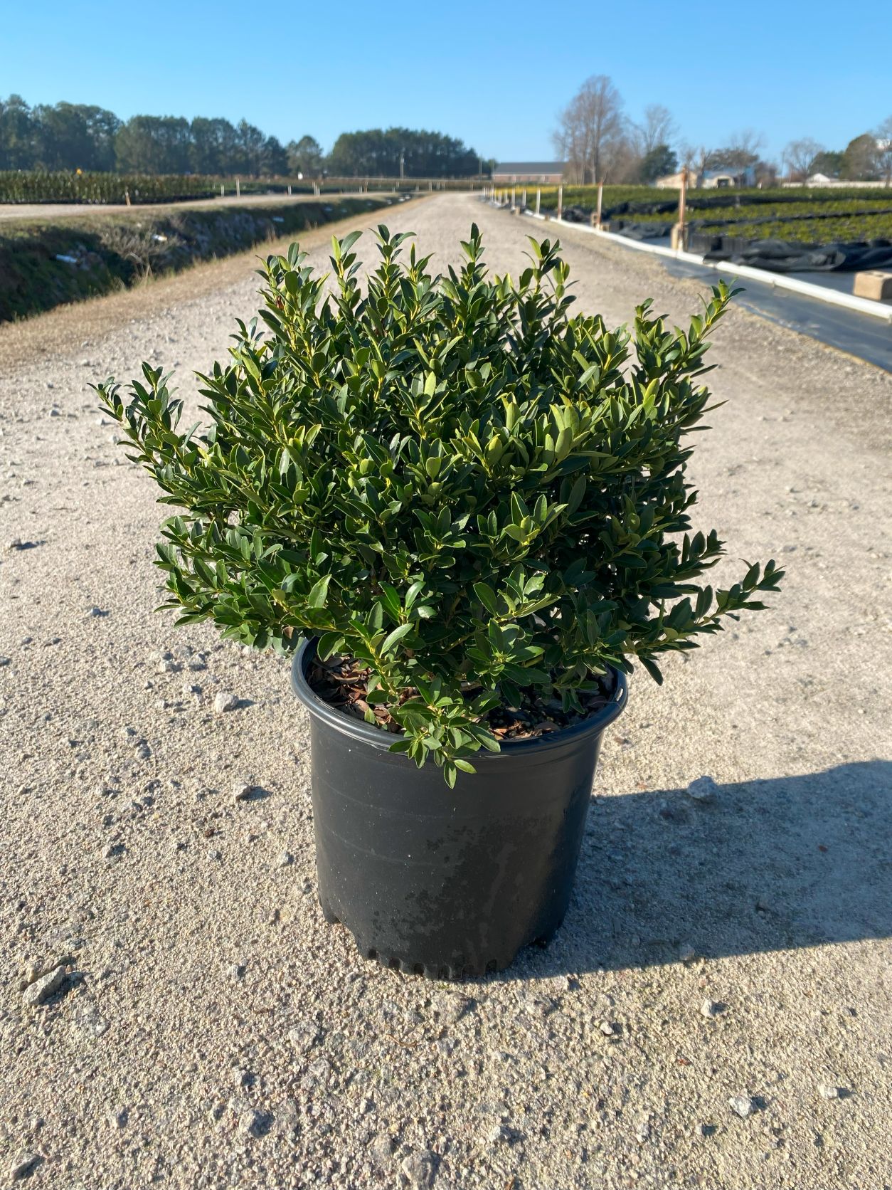 Ornamental, Shrub, crenata, Japanese Holly