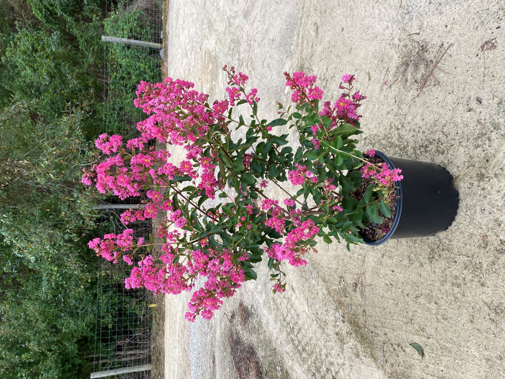 Crapemyrtle, Crape Myrtle, Shrub, Tree