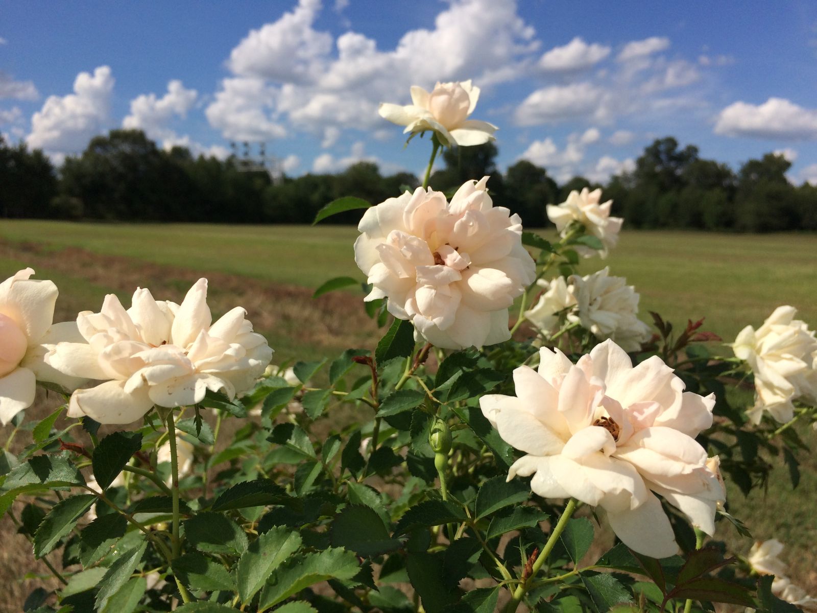 Ornamental, Shrub, Rose