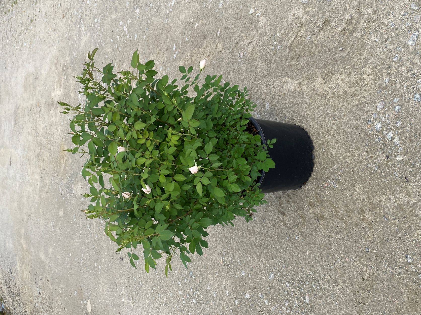 Ornamental, Shrub, Rose