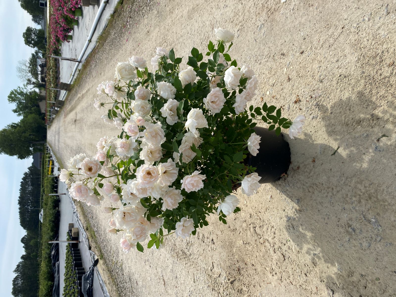 Ornamental, Shrub, Rose