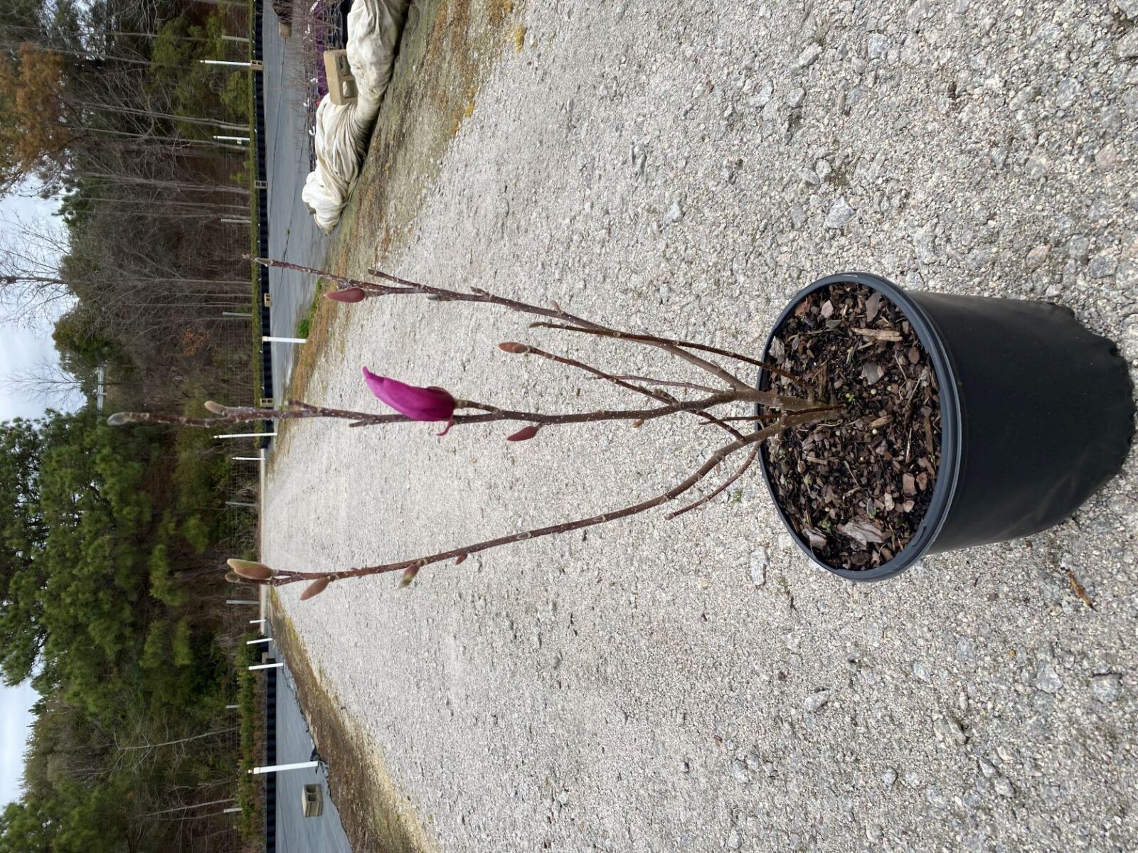 Tree, Shrub, Deciduous