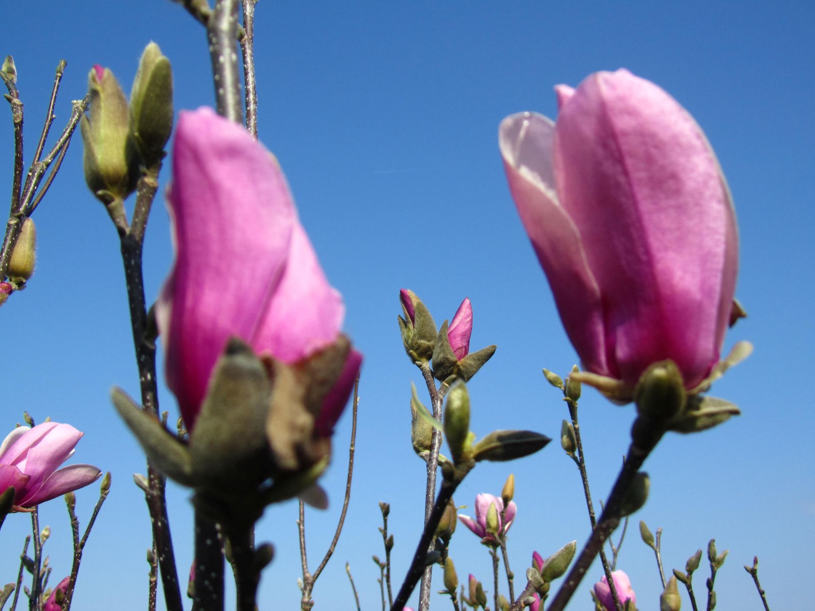 Tree, Shrub, Deciduous