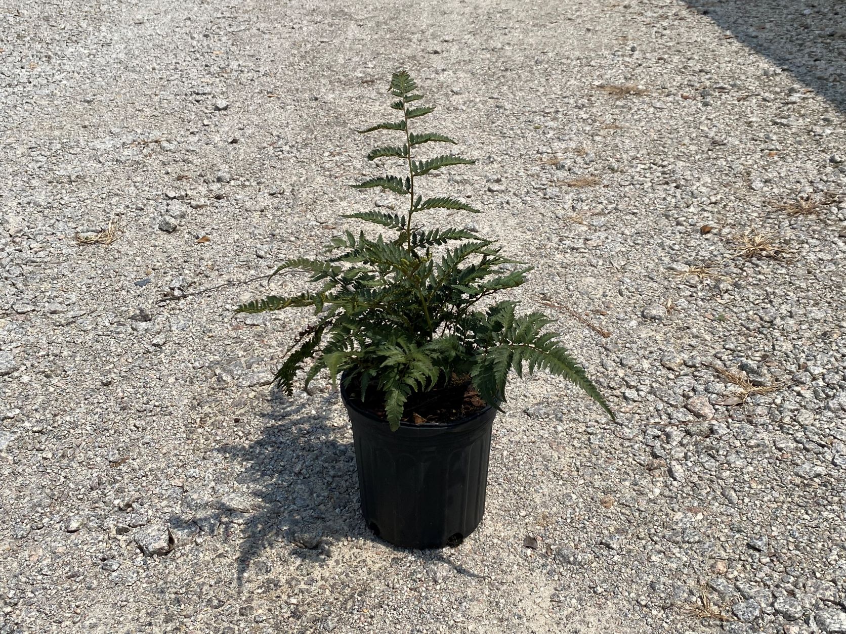 Fern