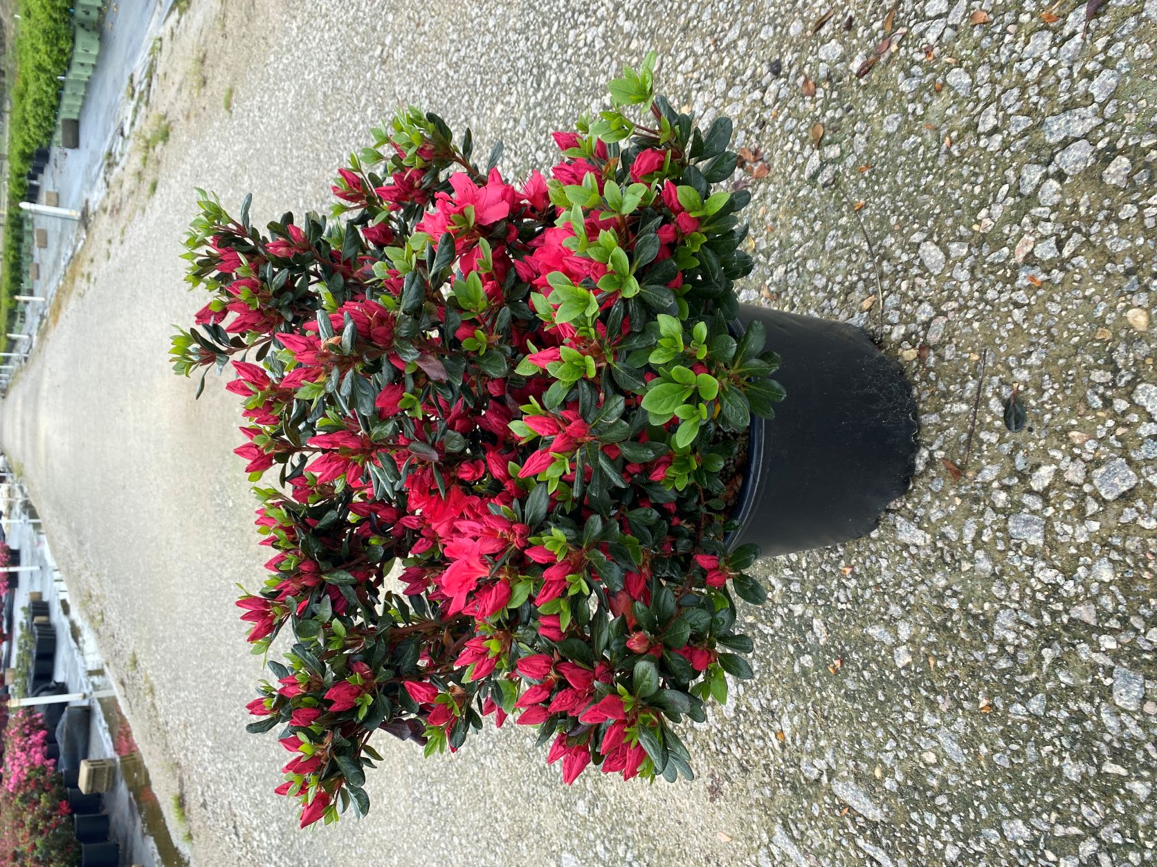 Traditional, Ornamental, Shrub, Rhododendron