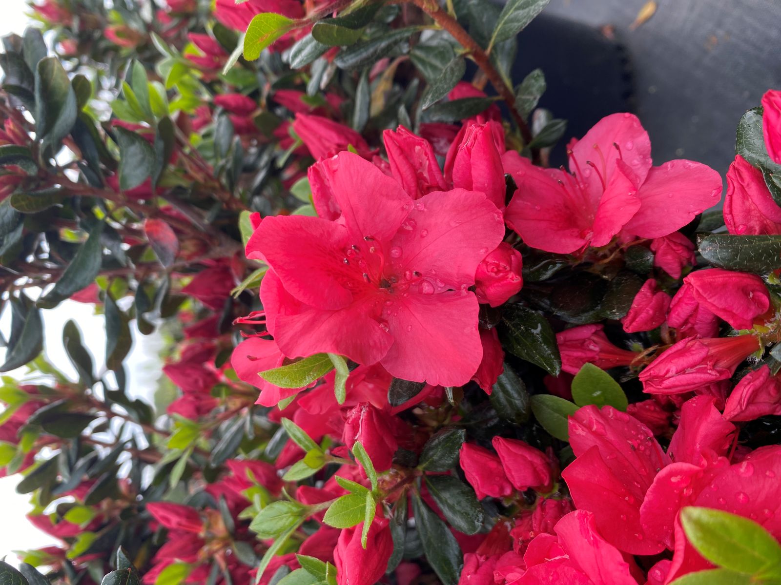Traditional, Ornamental, Shrub, Rhododendron