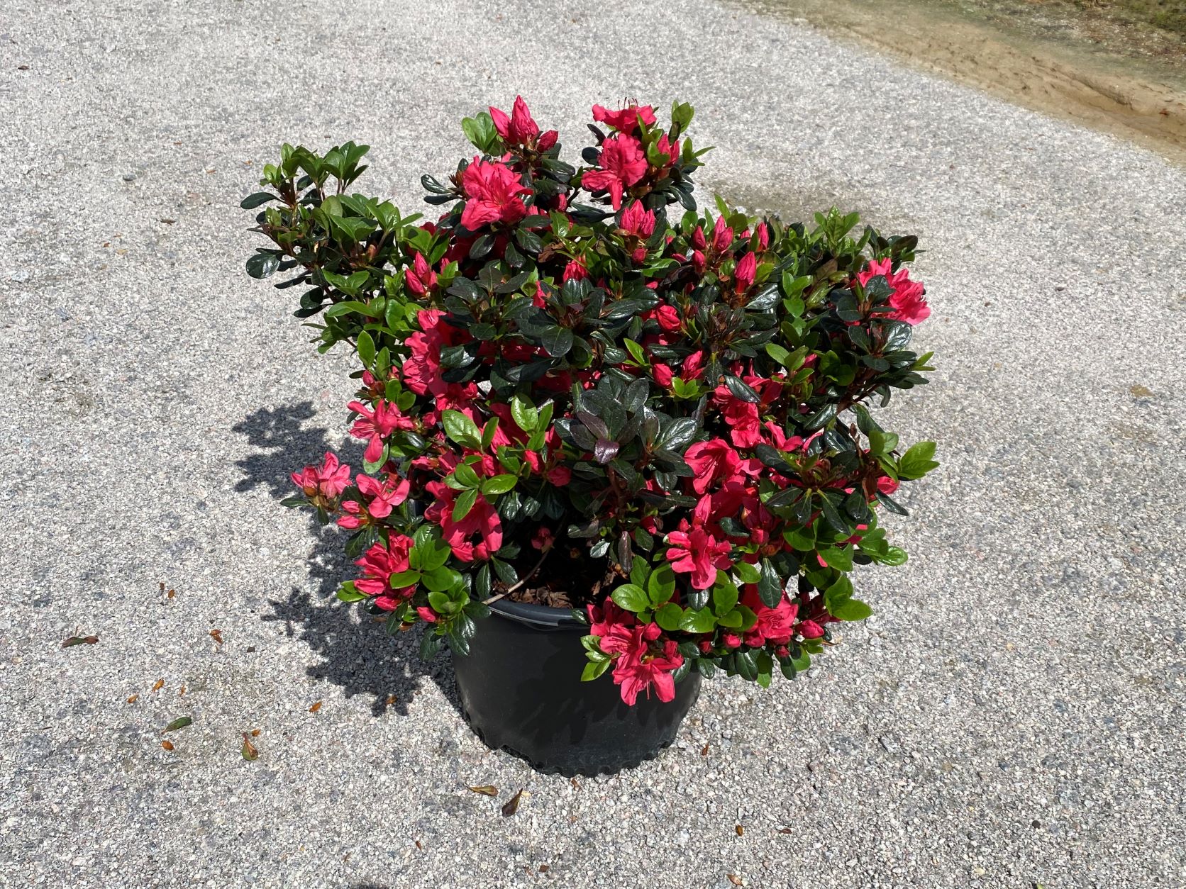 Traditional, Ornamental, Shrub, Rhododendron