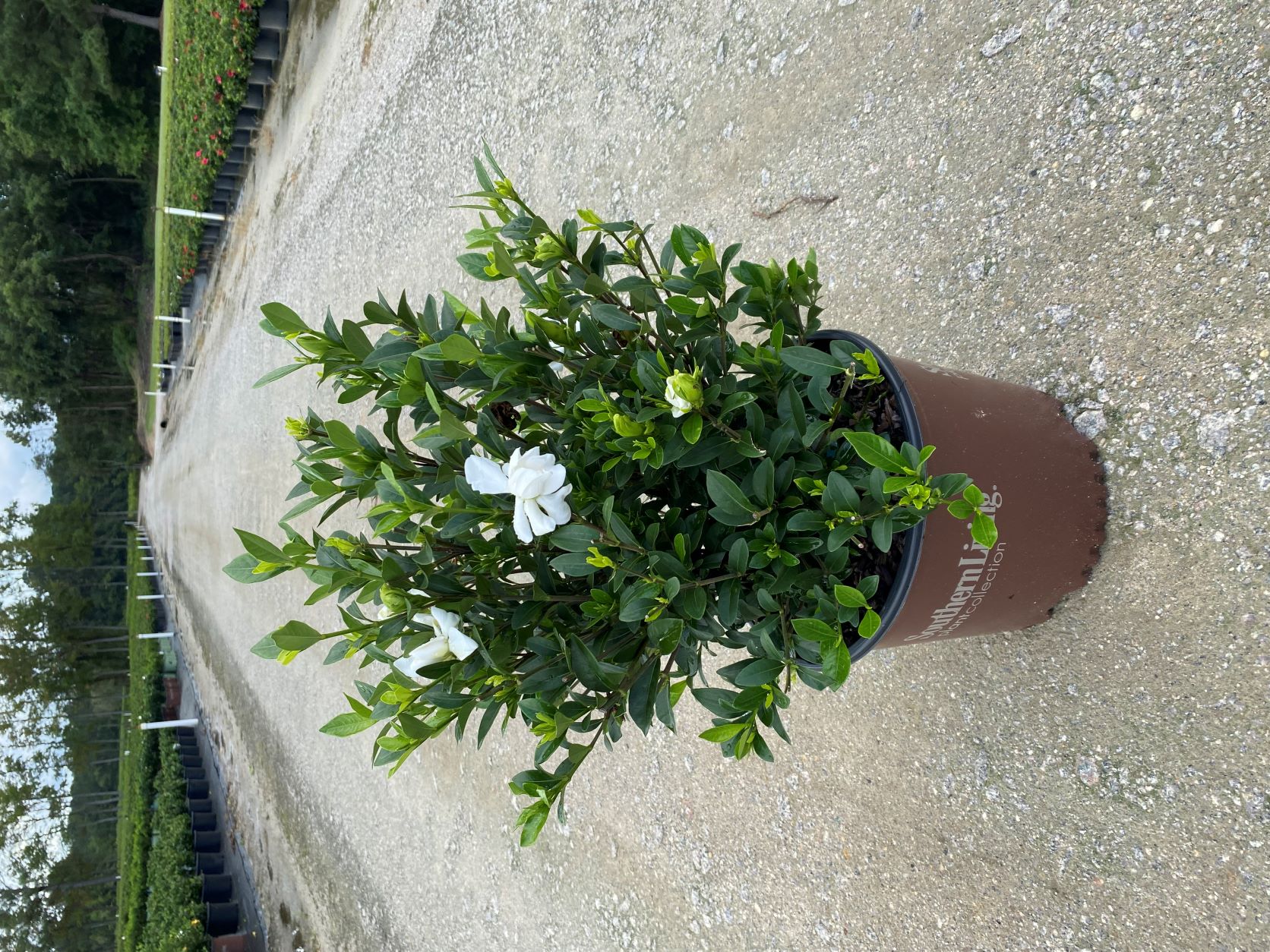 Ornamental, Shrub, Southern Living, SL
