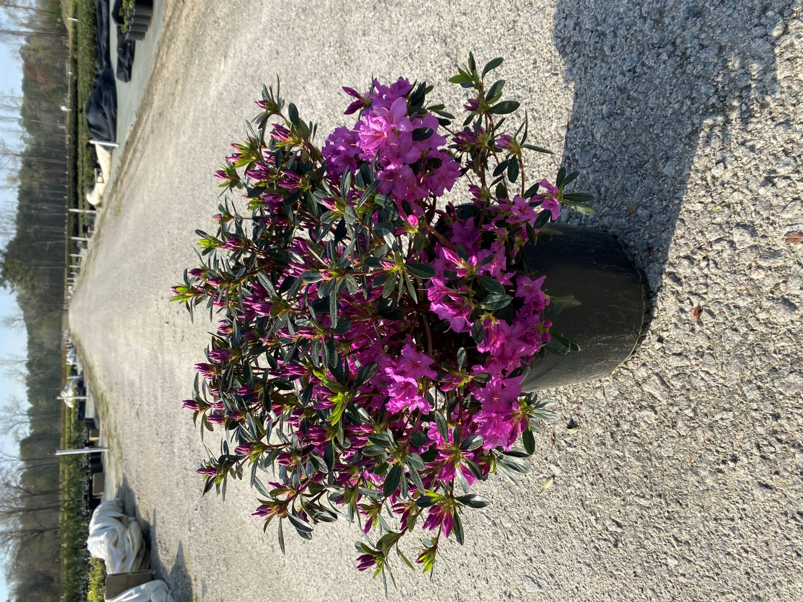 Traditional, Ornamental, Shrub, Rhododendron