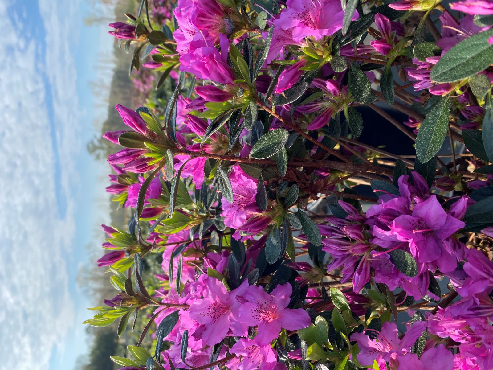 Traditional, Ornamental, Shrub, Rhododendron