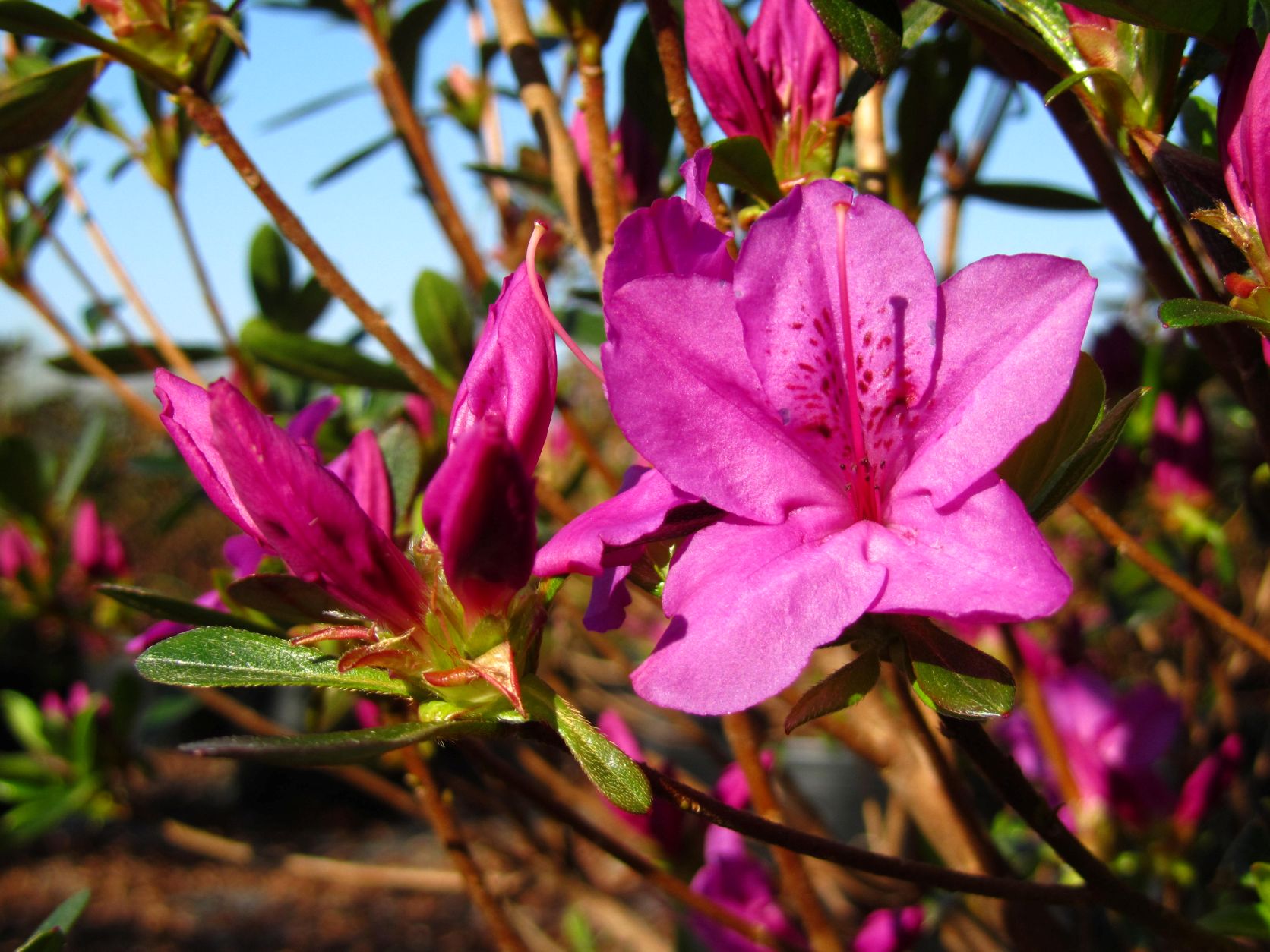 Traditional, Ornamental, Shrub, Rhododendron